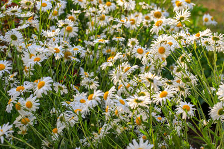 Beautiful chamomiles field at the sun. Summer day in nature, natural background.の写真素材