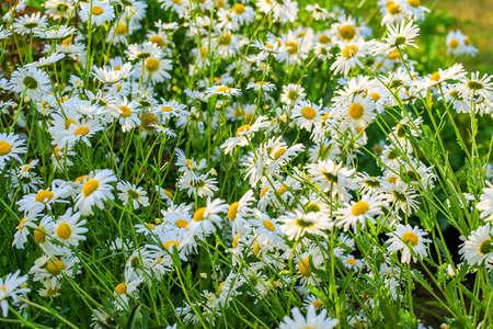 Beautiful chamomiles field at the sun. Summer day in nature, natural background.の写真素材