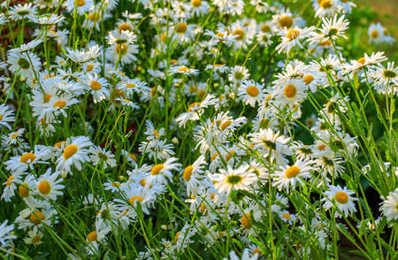 Beautiful chamomiles field at the sun. Summer day in nature, natural background.の写真素材