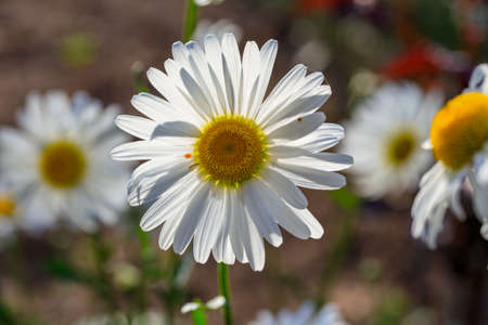 A daisy flower on a background of green grass.の写真素材