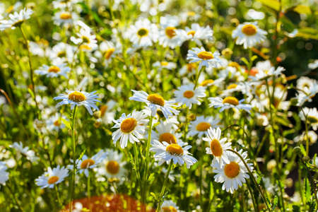 Beautiful chamomiles field at the sun. Summer day in nature, natural background.の写真素材