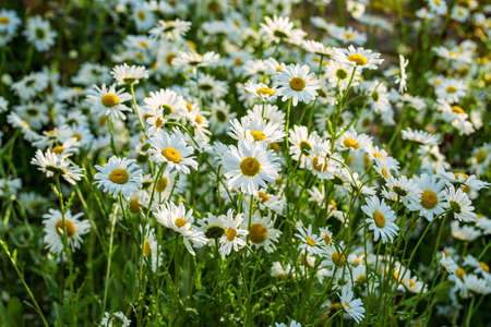 Beautiful chamomiles field at the sun. Summer day in nature, natural background.の写真素材