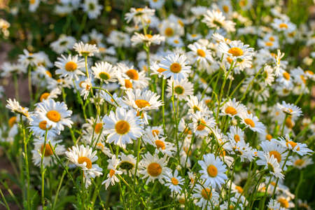 Beautiful chamomiles field at the sun. Summer day in nature, natural background.の写真素材