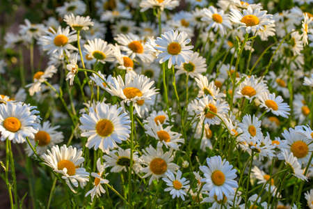 Beautiful chamomiles field at the sun. Summer day in nature, natural background.の写真素材
