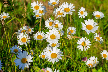 Beautiful chamomiles field at the sun. Summer day in nature, natural background.の写真素材