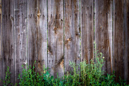 Wood texture background, with a green twig. Place to insert text. Old style.の写真素材