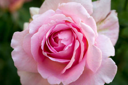 Beautiful pink rose. Background for an inscriptionの写真素材