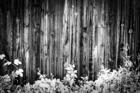 Wood texture background, with a green twig. Place to insert text. Old style.の写真素材