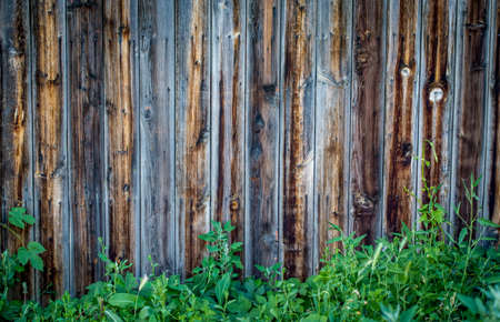 Wood texture background, with a green twig. Place to insert text. Old style.の写真素材