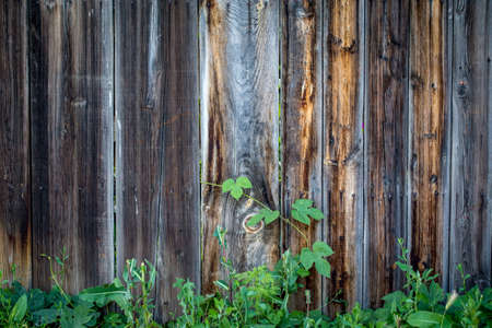 Wood texture background, with a green twig. Place to insert text. Old style.の写真素材