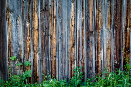 Wood texture background, with a green twig. Place to insert text. Old style.の写真素材