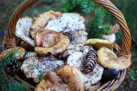Full basket of autumn mushrooms. Natural organic food. Mushrooms in a natural setting, with earth, leaves and branches of needles. Autumn gathering of mushrooms. Composition with wild mushrooms.の写真素材