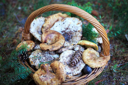 Full basket of autumn mushrooms. Natural organic food. Mushrooms in a natural setting, with earth, leaves and branches of needles. Autumn gathering of mushrooms. Composition with wild mushrooms.の写真素材