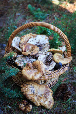 Full basket of autumn mushrooms. Natural organic food. Mushrooms in a natural setting, with earth, leaves and branches of needles. Autumn gathering of mushrooms. Composition with wild mushrooms.の写真素材