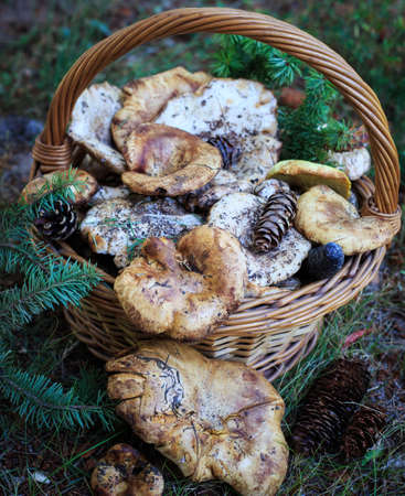 Full basket of autumn mushrooms. Natural organic food. Mushrooms in a natural setting, with earth, leaves and branches of needles. Autumn gathering of mushrooms. Composition with wild mushrooms.の写真素材
