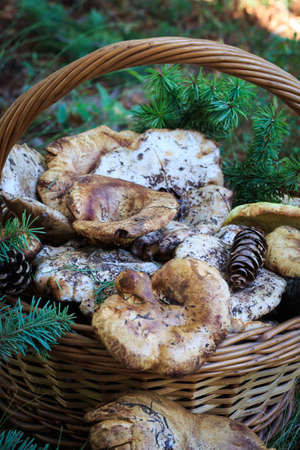 Full basket of autumn mushrooms. Natural organic food. Mushrooms in a natural setting, with earth, leaves and branches of needles. Autumn gathering of mushrooms. Composition with wild mushrooms.の写真素材
