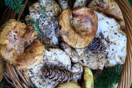 Full basket of autumn mushrooms. Natural organic food. Mushrooms in a natural setting, with earth, leaves and branches of needles. Autumn gathering of mushrooms. Composition with wild mushrooms.の写真素材