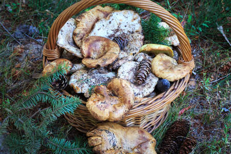 Full basket of autumn mushrooms. Natural organic food. Mushrooms in a natural setting, with earth, leaves and branches of needles. Autumn gathering of mushrooms. Composition with wild mushrooms.の写真素材