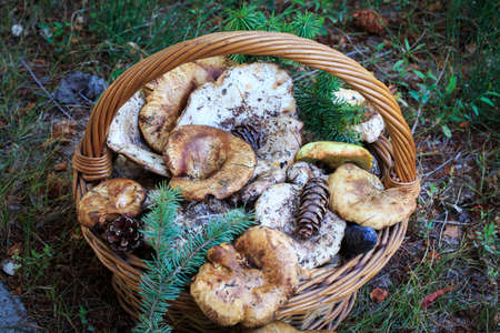 Full basket of autumn mushrooms. Natural organic food. Mushrooms in a natural setting, with earth, leaves and branches of needles. Autumn gathering of mushrooms. Composition with wild mushrooms.の写真素材