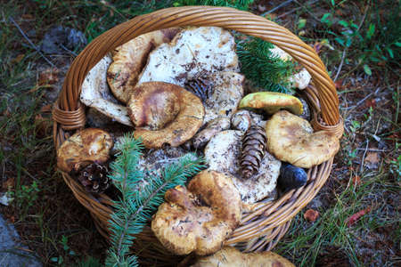 Full basket of autumn mushrooms. Natural organic food. Mushrooms in a natural setting, with earth, leaves and branches of needles. Autumn gathering of mushrooms. Composition with wild mushrooms.の写真素材