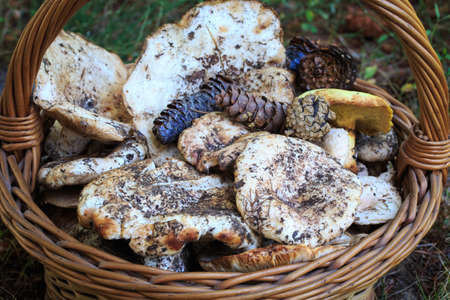 Full basket of autumn mushrooms. Natural organic food. Mushrooms in a natural setting, with earth, leaves and branches of needles. Autumn gathering of mushrooms. Composition with wild mushrooms.の写真素材