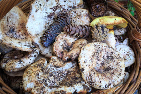 Full basket of autumn mushrooms. Natural organic food. Mushrooms in a natural setting, with earth, leaves and branches of needles. Autumn gathering of mushrooms. Composition with wild mushrooms.の写真素材
