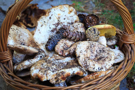 Full basket of autumn mushrooms. Natural organic food. Mushrooms in a natural setting, with earth, leaves and branches of needles. Autumn gathering of mushrooms. Composition with wild mushrooms.の写真素材