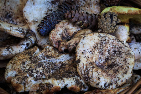 Full basket of autumn mushrooms. Natural organic food. Mushrooms in a natural setting, with earth, leaves and branches of needles. Autumn gathering of mushrooms. Composition with wild mushrooms.の写真素材