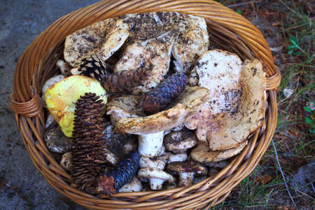 Full basket of autumn mushrooms. Natural organic food. Mushrooms in a natural setting, with earth, leaves and branches of needles. Autumn gathering of mushrooms. Composition with wild mushrooms.の写真素材