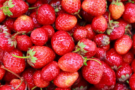background from freshly harvested strawberries. Top view. Food backgroundの写真素材