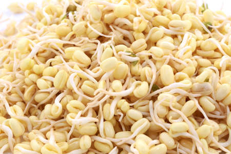 Sprouted beans on a white background. National Asian cuisine, preparation for salad, vegetarianism or raw food. Food background.の写真素材