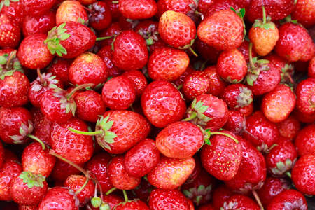 background from freshly harvested strawberries. Top view. Food backgroundの写真素材