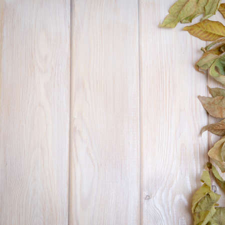 Autumn background. Autumn leaves on a light wood background. Background for autumn holidays and thanksgiving day. Place for textの写真素材