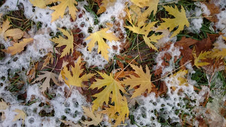 Colorful autumn leaves. Natural backgroundの写真素材