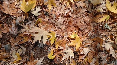 Colorful autumn leaves. Natural backgroundの写真素材