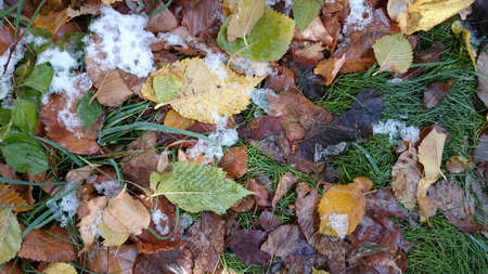 Colorful autumn leaves. Natural backgroundの写真素材