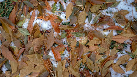 Colorful autumn leaves. Natural backgroundの写真素材