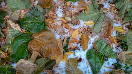 Colorful autumn leaves. Natural backgroundの写真素材