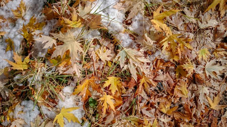 Colorful autumn leaves. Natural backgroundの写真素材
