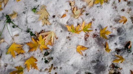 Colorful autumn leaves. Natural backgroundの写真素材