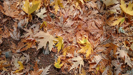 Colorful autumn leaves. Natural backgroundの写真素材
