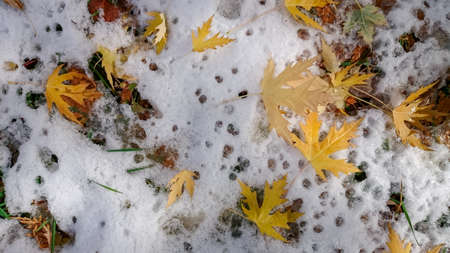 Colorful autumn leaves. Natural backgroundの写真素材