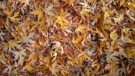 Colorful autumn leaves. Natural backgroundの写真素材