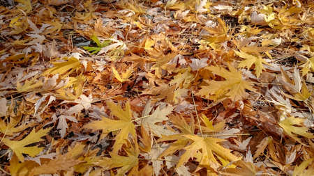 Colorful autumn leaves. Natural backgroundの写真素材