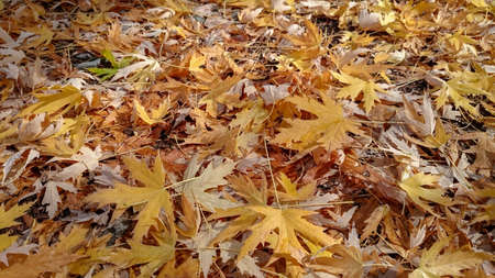 Colorful autumn leaves. Natural backgroundの写真素材