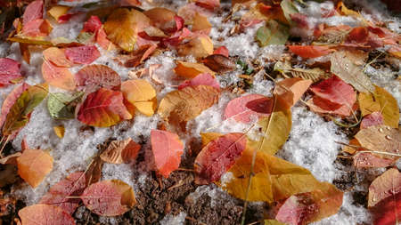 Colorful autumn leaves. Natural backgroundの写真素材