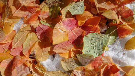 Colorful autumn leaves. Natural backgroundの写真素材