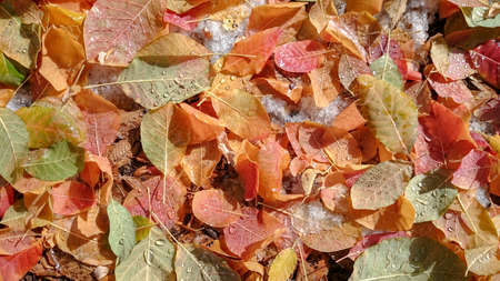 Colorful autumn leaves. Natural backgroundの写真素材