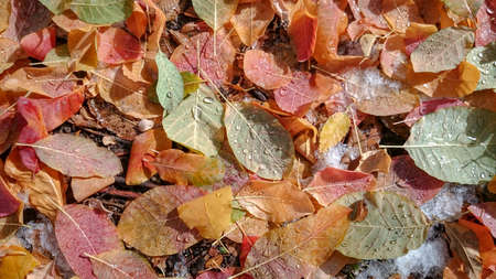 Colorful autumn leaves. Natural backgroundの写真素材
