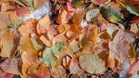Colorful autumn leaves. Natural backgroundの写真素材